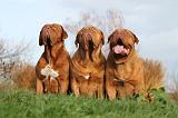 DOGUE DE BORDEAUX 193